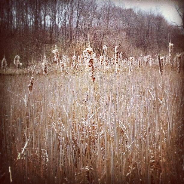 Spring Photograph - #cattails. #dry #spring #lake by Tracy Hager