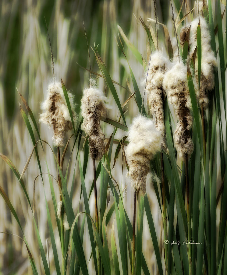 Cattails  Photograph by Ed Peterson
