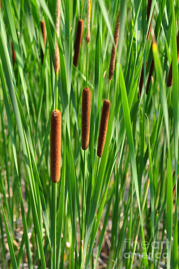 Cattails Photograph by Gwen Gibson