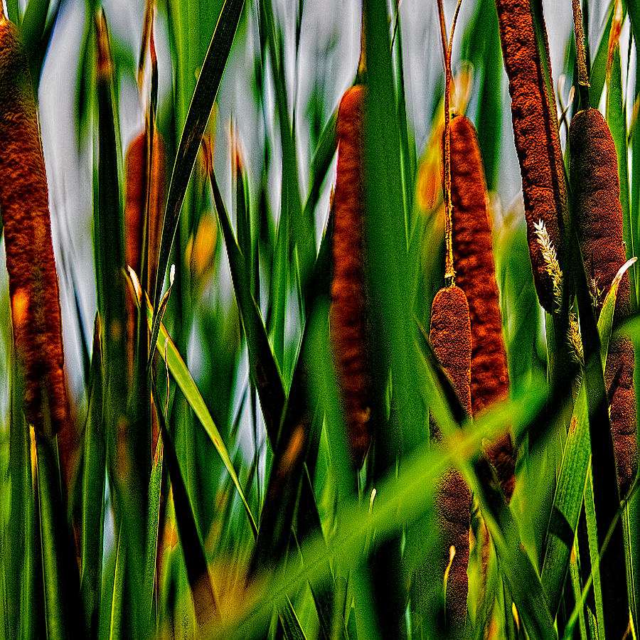 Cattails in Summer Photograph by Roger Passman