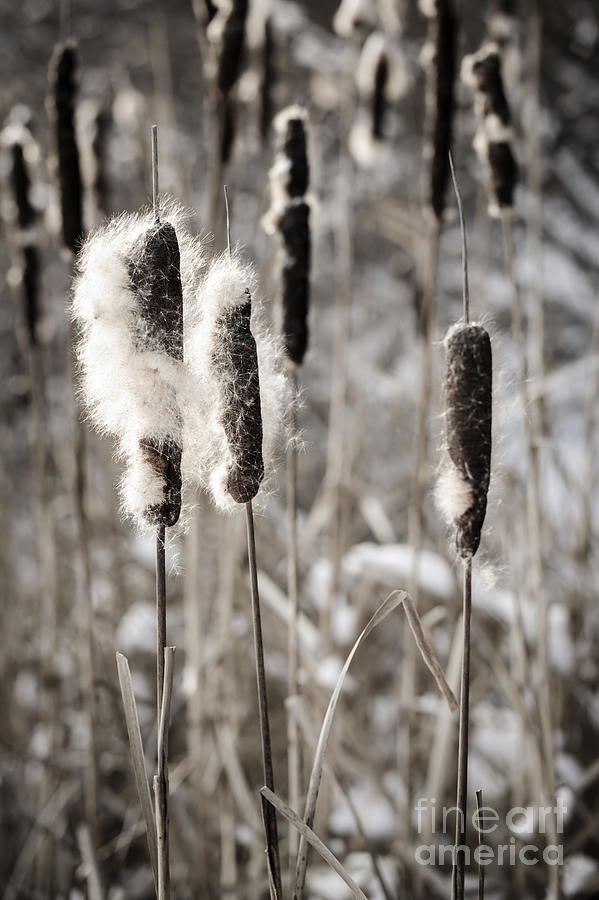 Winter Photograph - Cattails in winter by Elena Elisseeva