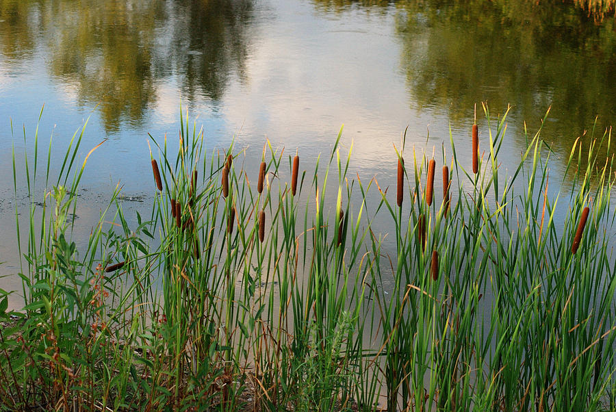 Cattails Photograph by Janice Adomeit