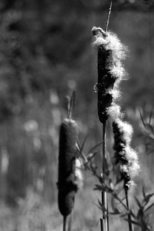 Cattails Photograph by Jason Garza - Fine Art America