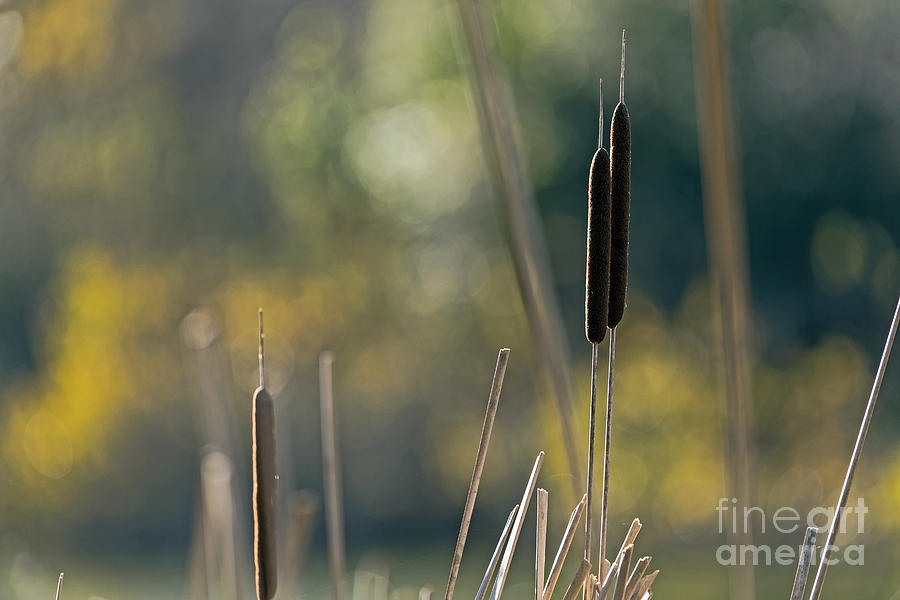 Cattails Photograph by Kate Brown