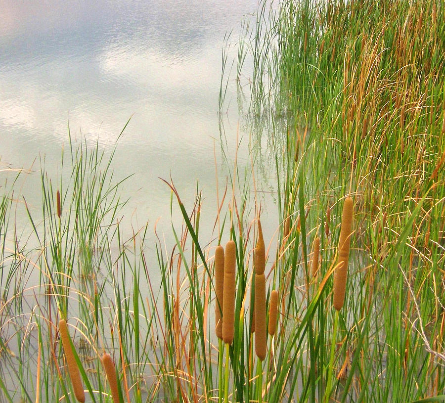 Cattails Photograph by Marilyn Diaz