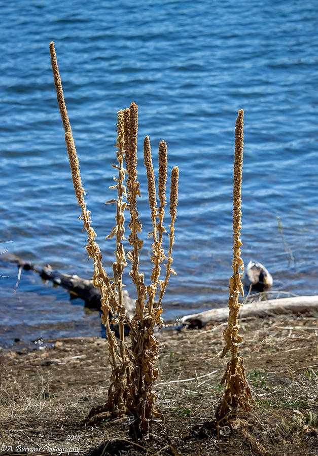 Cattails of Spring Photograph by Aaron Burrows