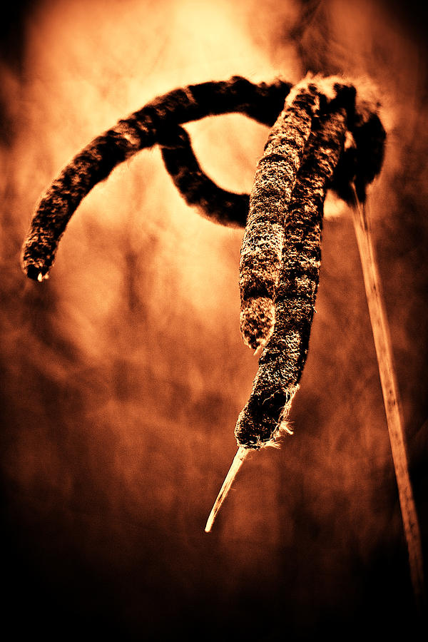 Cattails on Fire Photograph by Sennie Pierson