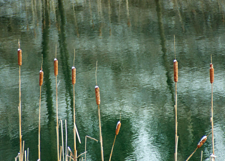 Cattails on Green Photograph by Photographic Arts And Design Studio