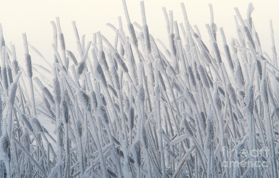 Winter Photograph - Cattails Typha Latifolia Covered In Snow by Ron Sanford