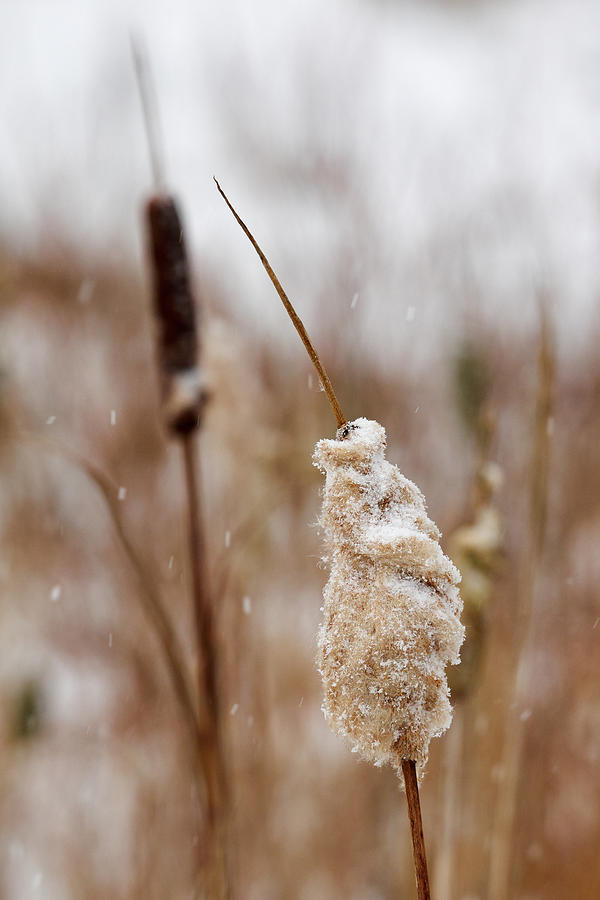Cattails winter Photograph by Jouko Lehto