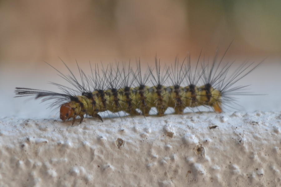 Nature Photograph - Catterpillar by Jeb Grimes