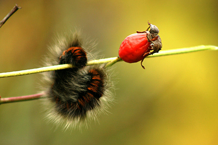 Catterpillar with rosehip Photograph by Emanuel Tanjala