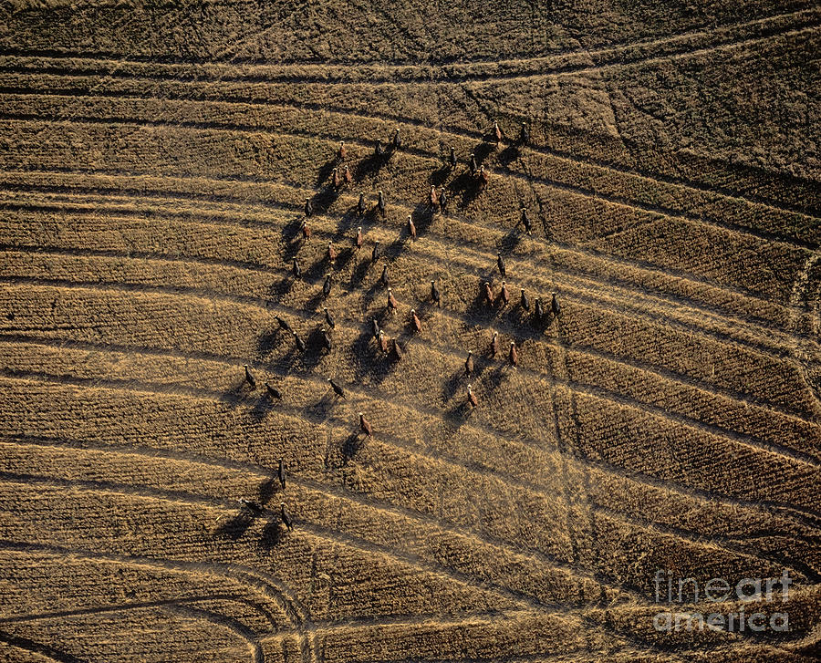Cattle, Aerial View Photograph by Phillip Hayson