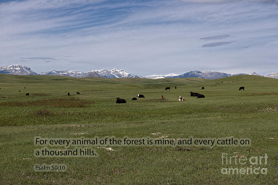 Cattle and Bible Verse Photograph by David Arment