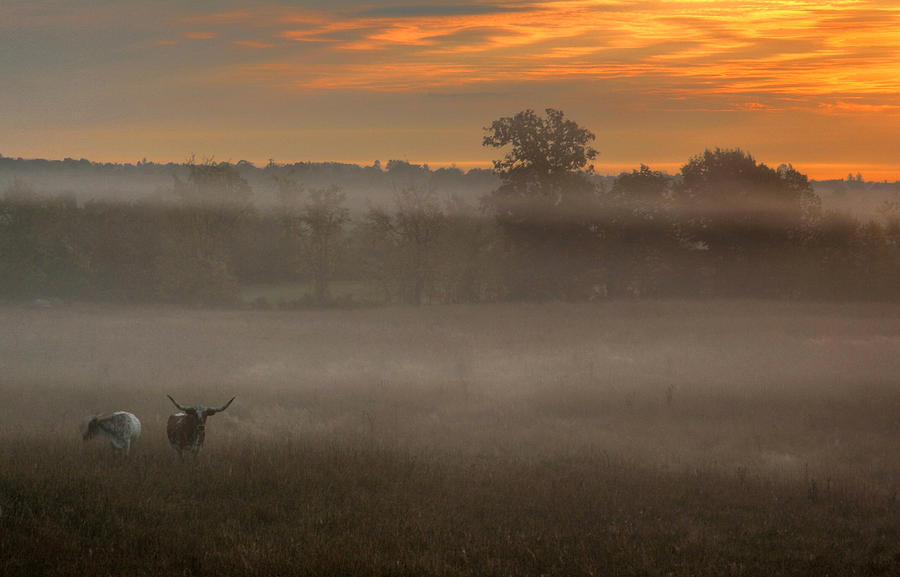 Cattle at Daybreak Photograph by Jim Vance