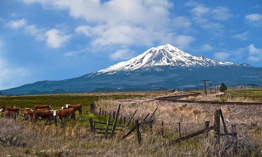 Nature Photograph - Cattle at Mt Shasta by John Hix