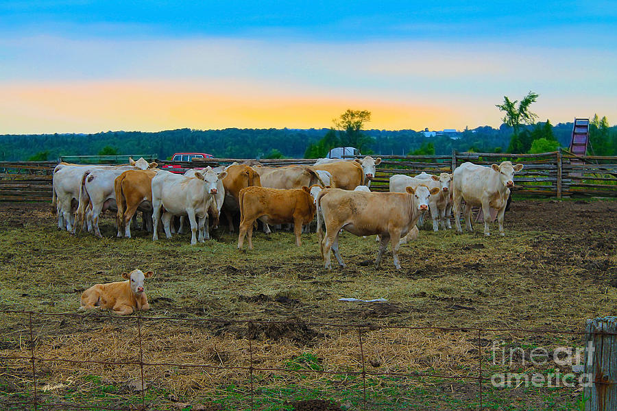 Cattle at Sunset Photograph by Nina Silver