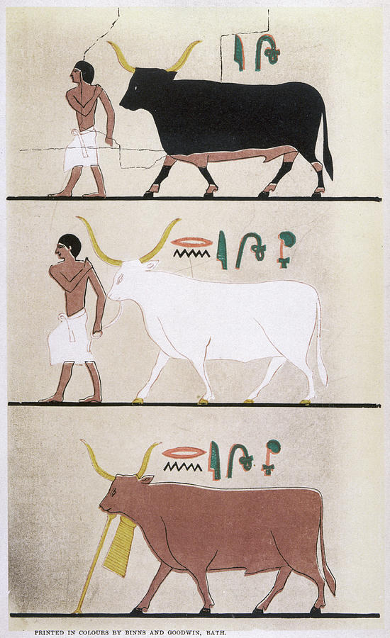 Ancient Drawing - Cattle Belonging To  Prince Mourhet by Mary Evans Picture Library