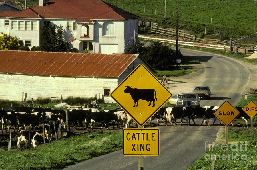 Cattle Crossing Photograph by Ron Sanford