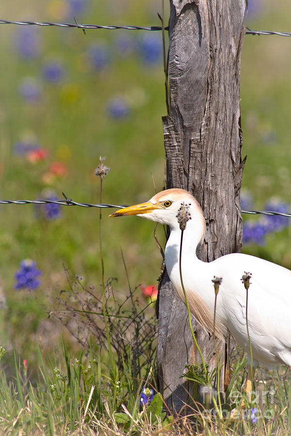 Cattle Egret At Fenceline Photograph by Robert Frederick