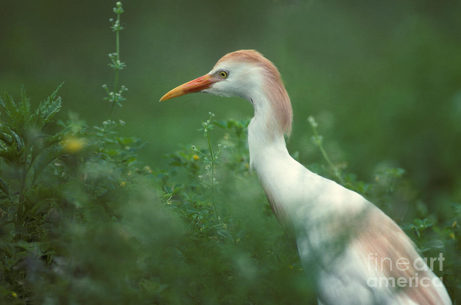 Cattle Egret In Breeding Plumage Photograph By Ron Sanford Fine Art   Cattle Egret In Breeding Plumage Ron Sanford 