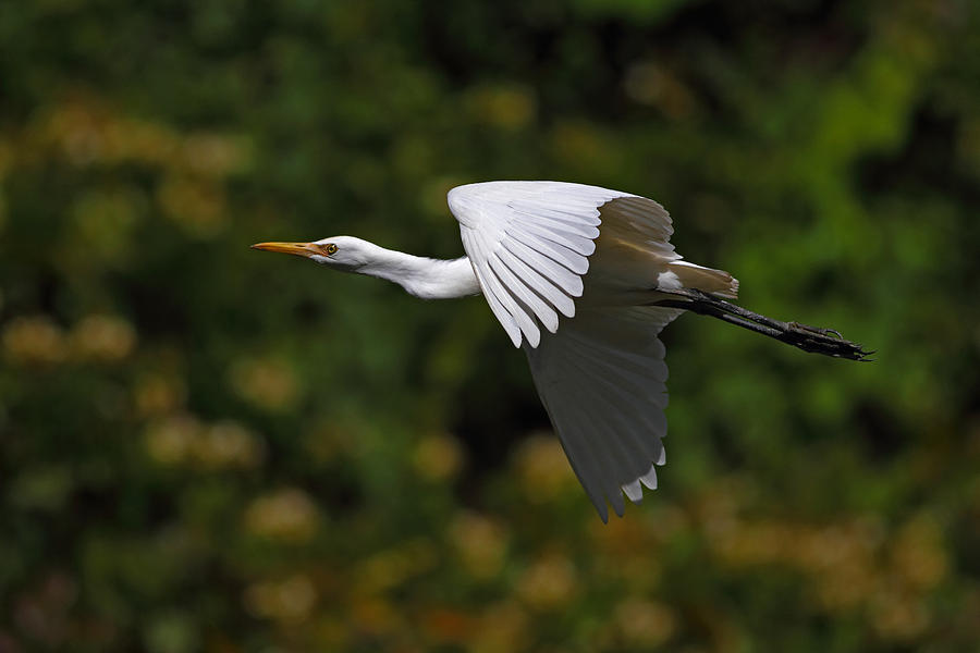 Cattle Egret In Flight Photograph By Alex Sukonkin   Cattle Egret In Flight Alex Sukonkin 