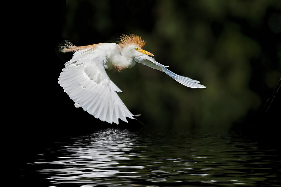 Egret Photograph - Cattle Egret in Flight by Bonnie Barry