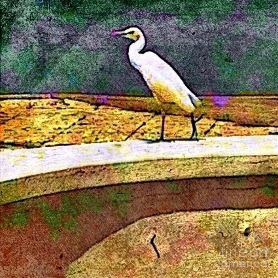 S Cattle Egret in Town - Square Digital Art by Lyn Voytershark