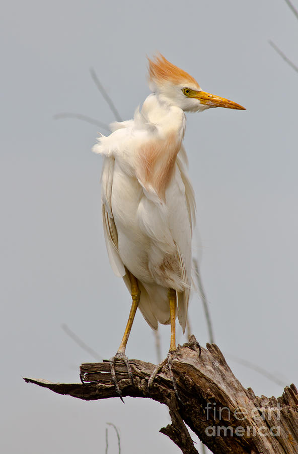 Cattle Egret In Tree Photograph by Robert Frederick