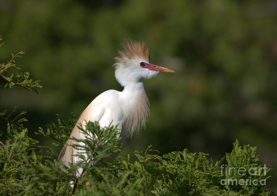 Cattle Egret No. 5 Photograph by John Greco