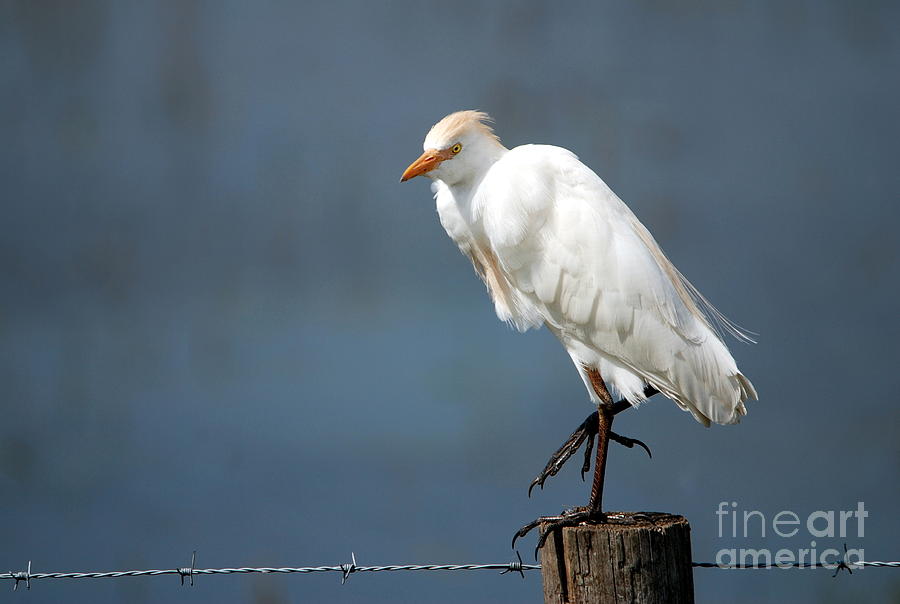 Cattle Egret No.1 Photograph by John Greco