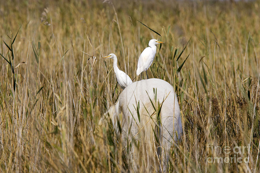 Cattle Egret On Camargue Horse Photograph by M. Watson