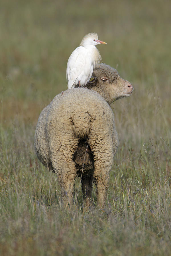 Cattle Egret On Sheep Photograph by Duncan Usher