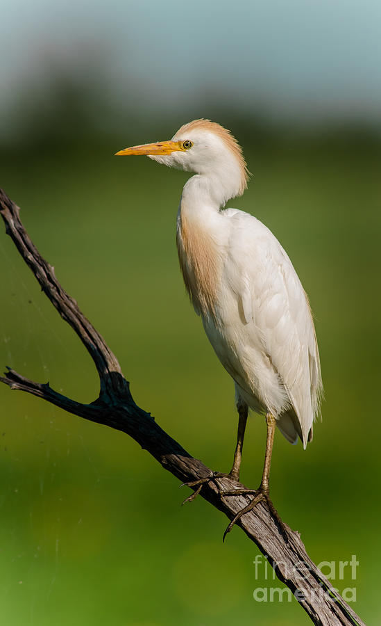 Cattle Egret On Stick Photograph by Robert Frederick