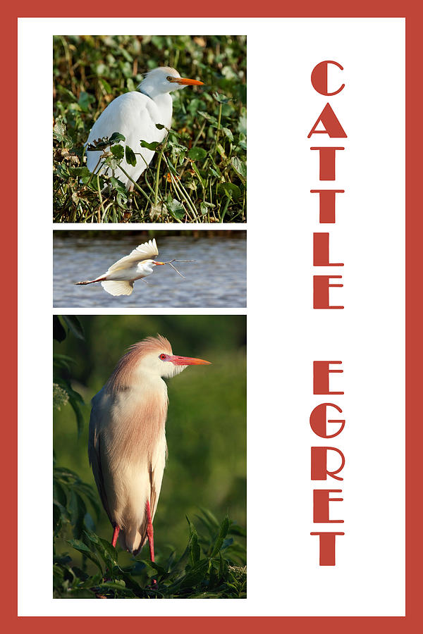 Cattle Egret Poster Photograph by Dawn Currie