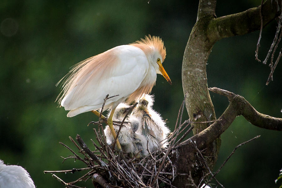 Cattle Egret Tending Her Nest Photograph by Gregory Daley  MPSA