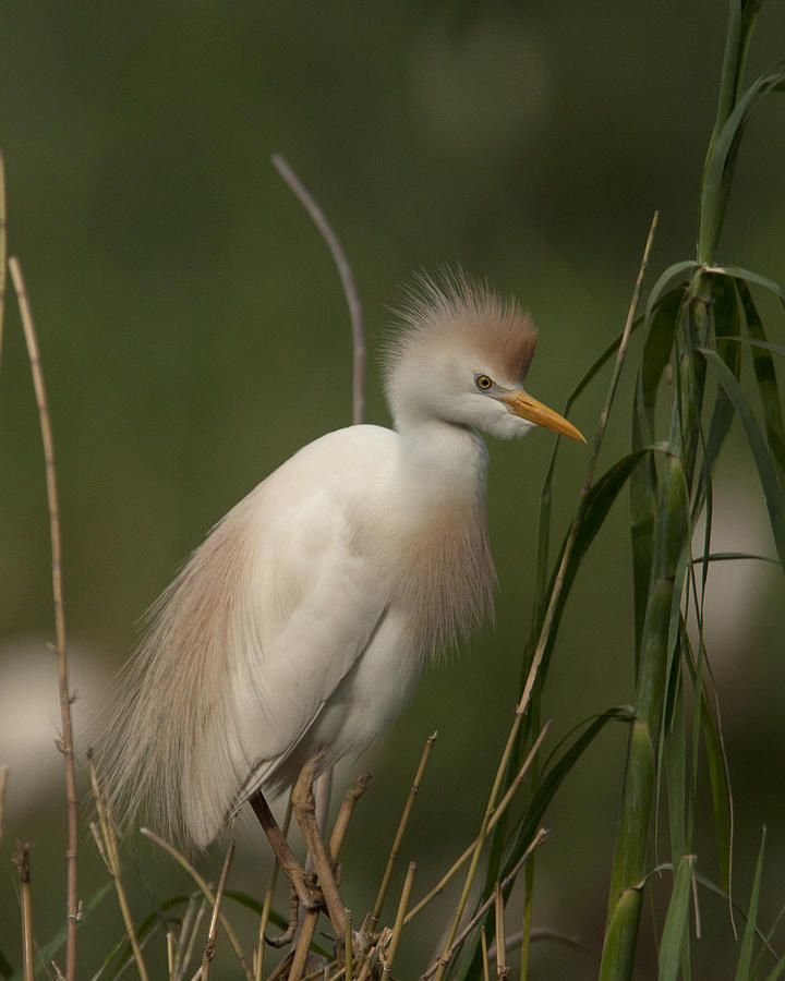 Cattle Egret, Bubulcus ibis Photograph by Tony Mills