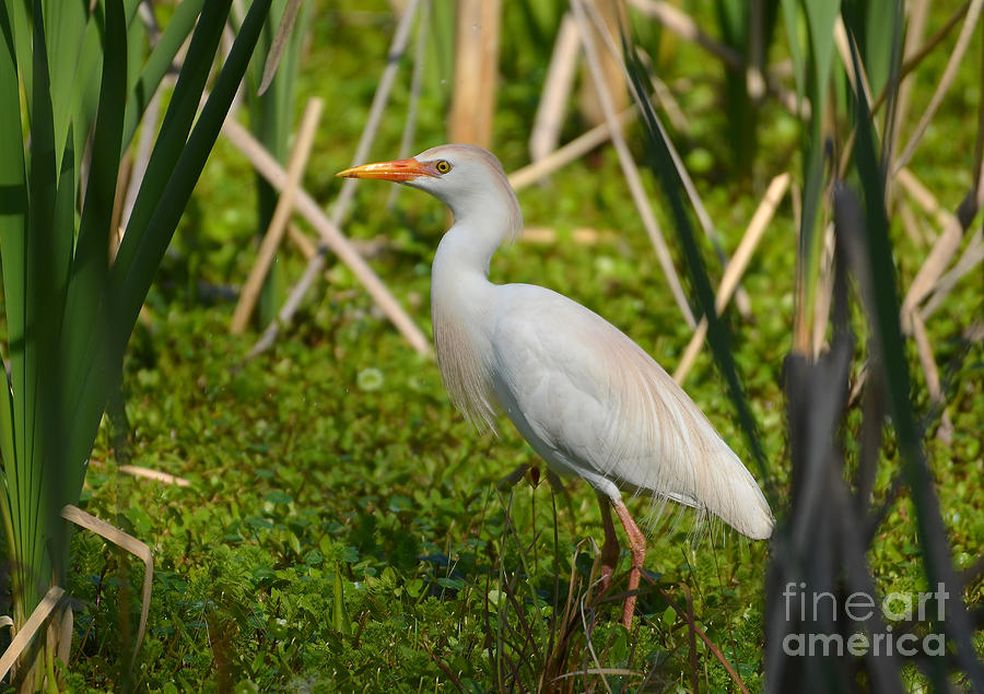 Cattle Egret With Breeding Colors Photograph by Kathy Baccari