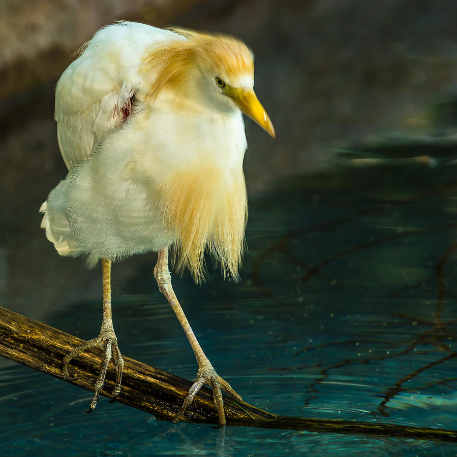 Bird Photograph - Cattle Egret by Yeates Photography