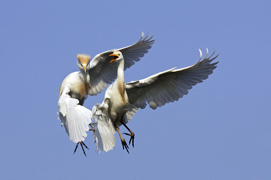 Cattle Egrets Photograph by M. Watson