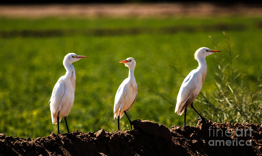 Cattle Egrets Photograph by Robert Bales