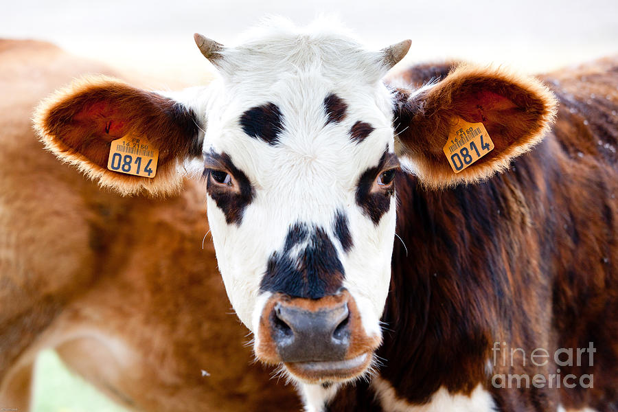 Cattle Farm Photograph by Burger Phanie