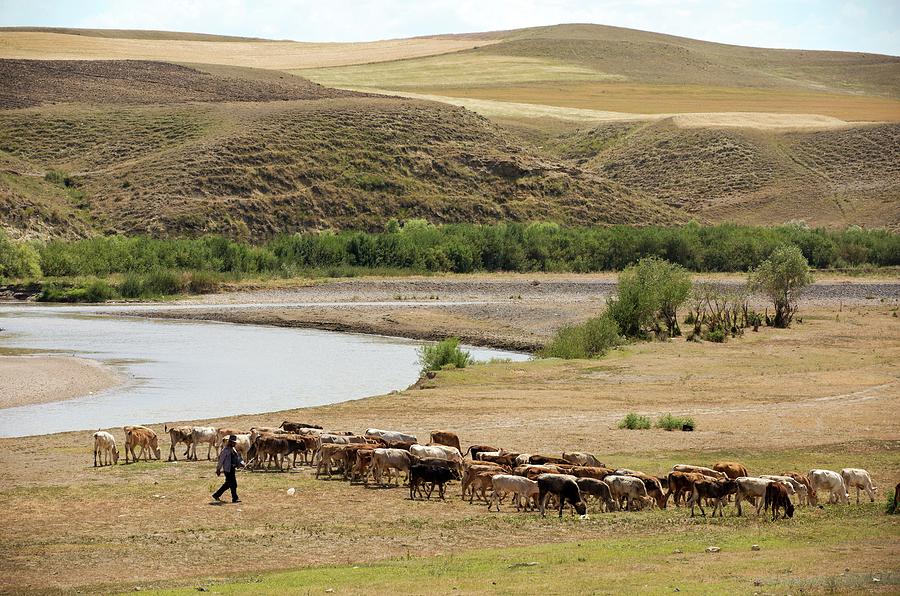 Cattle Farming Photograph by Bob Gibbons - Fine Art America