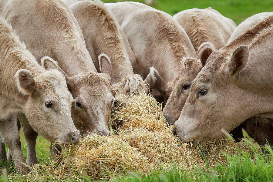 Cattle Feeding, Farming Australia Photograph by Robert Lang Photography Cattle Feeding, Farming Australia Photograph by Robert Lang Photography