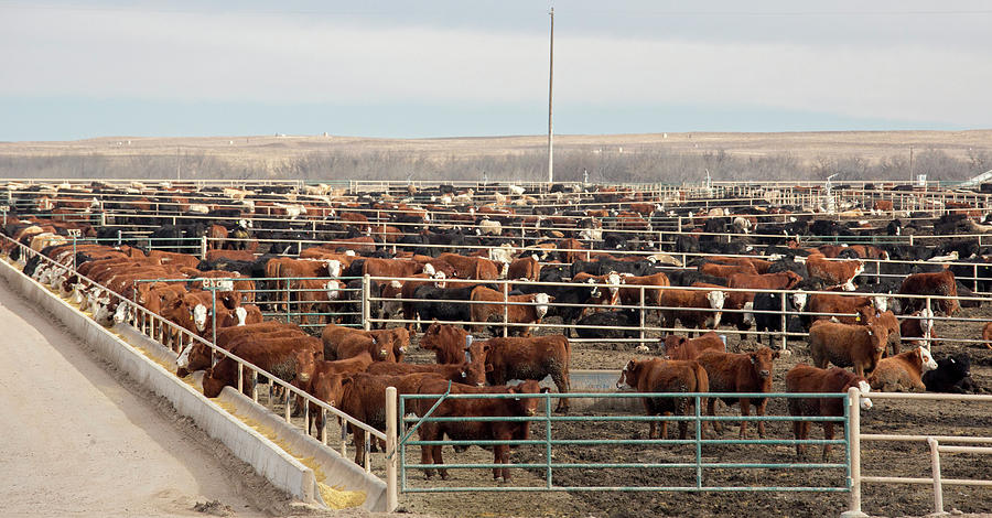 Cattle Feedlot Photograph by Jim West
