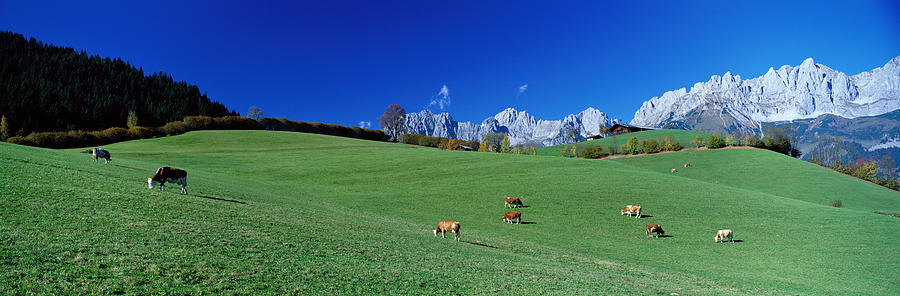 Mountain Photograph - Cattle Graze In Alps Wilder Kaiser by Panoramic Images
