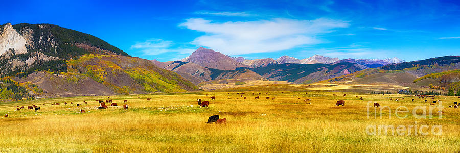 Cattle Grazing Autumn Panorama Photograph by James BO Insogna