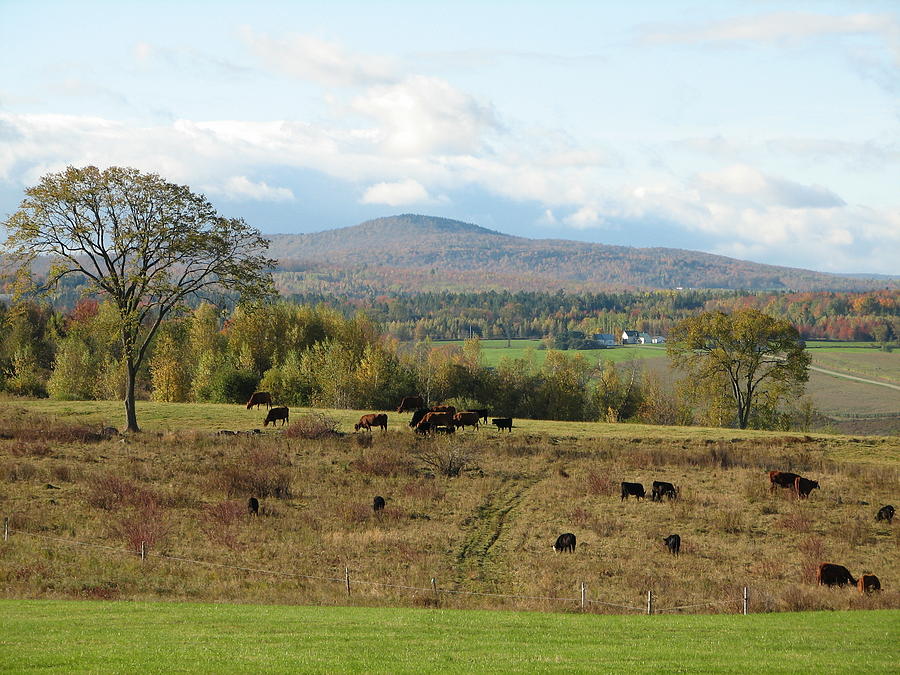 Cattle Grazing Fall Photograph By Gordon Lee Osborne - Fine Art America