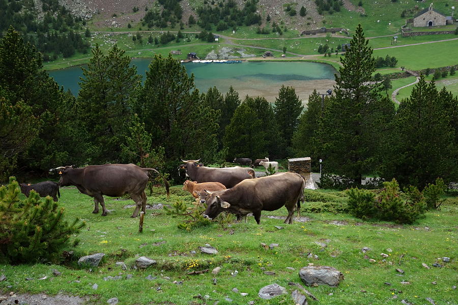 Cattle Grazing in the Pyrenees Photograph by Toby McGuire