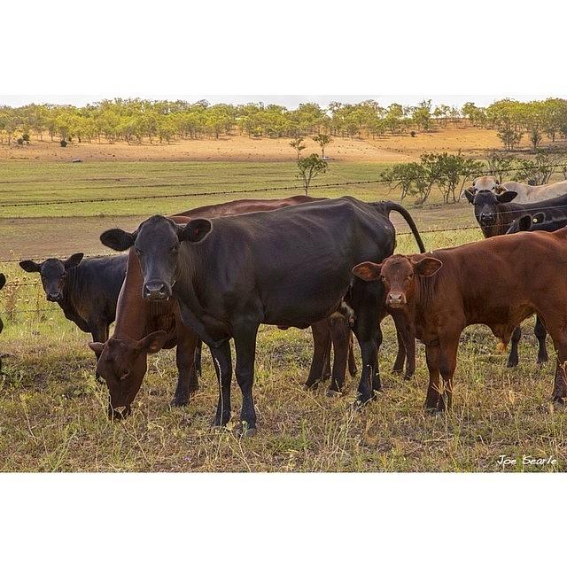Cattle Grazing In The Scenic Rim Photograph by Joe Searle